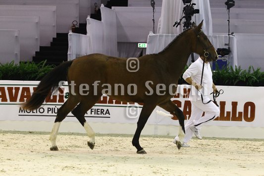 NADA BRAUN_MILANO_2010_SS3_4021.jpg